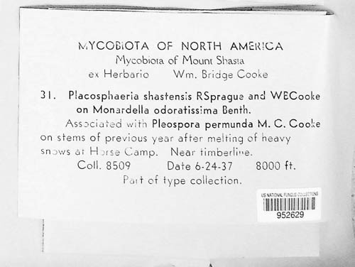 Siroplacodium shastense image